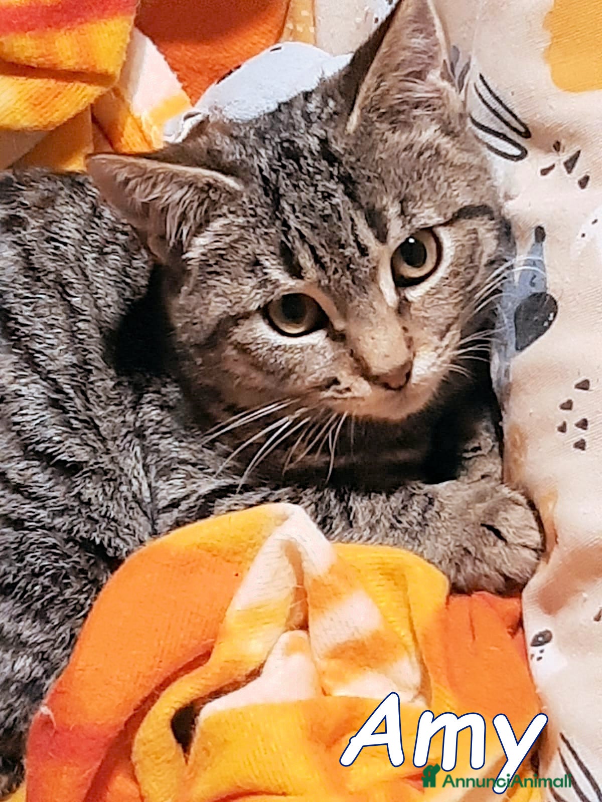 Europeo gatti MYO e AMY DUE AMORI DI GATTINI - Annuncio 21