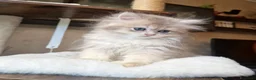 British gatti in vendita: British Longhair maschio Blue Golden Shell  - Annuncio 2