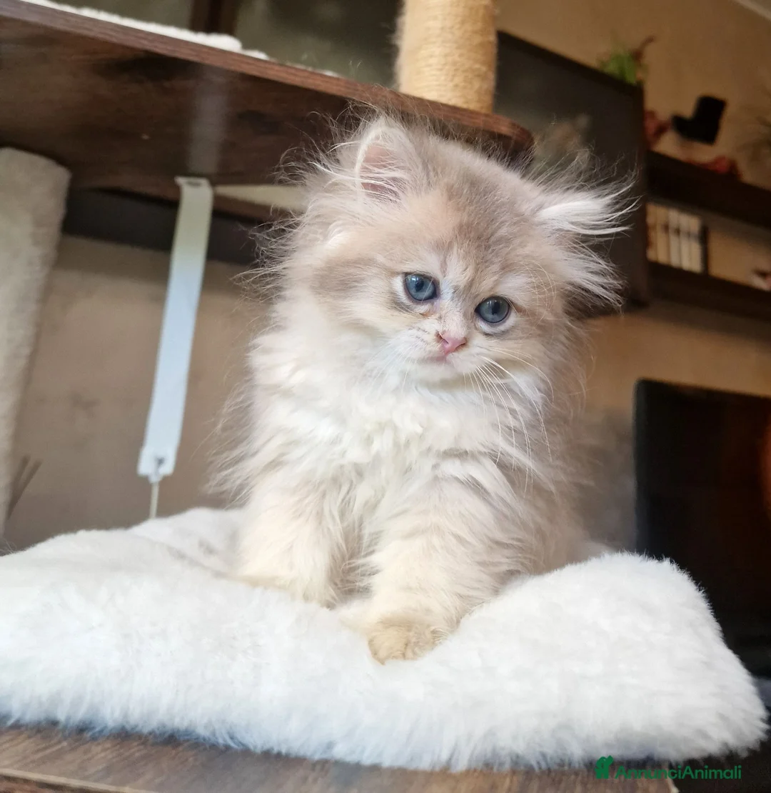 British gatti in vendita: British Longhair maschio Blue Golden Shell  - Annuncio 2