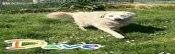 Meticcio cani in regalo: DAVE buono e mite! a Città Metropolitana di Torino - Annuncio 6