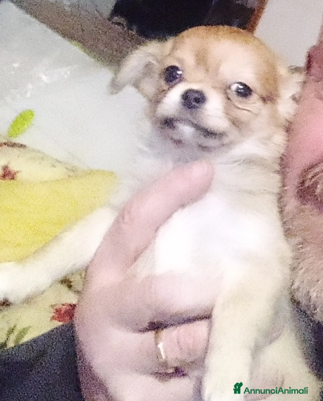 Chihuahua cani in vendita: Cuccioli chihuahua - Annuncio 8