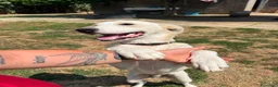 Meticcio cani in regalo: Pluto il coccolone - Annuncio 6