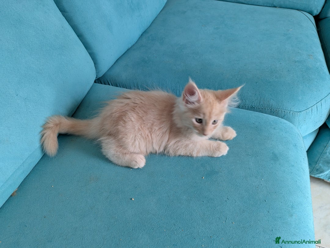 Maine Coon gatti in vendita:  Maine Coon pedigree ANFI senza limitazioni  - Annuncio 14
