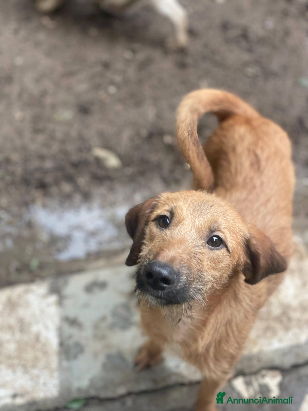 Meticcio cani in regalo: Toby cucciolo dolcissimo - Annuncio 3