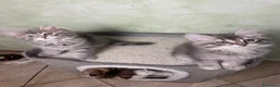 Siberiano gatti in vendita: Ultimi due cuccioli gatto siberiano pedigree ENFI - Annuncio 8