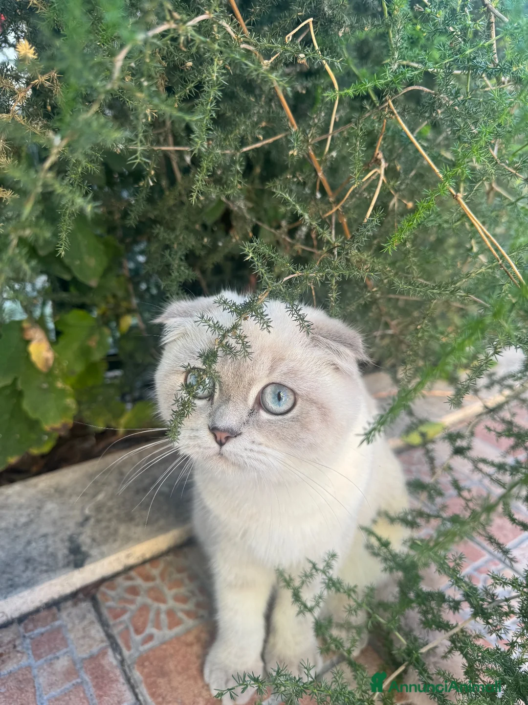 Scottish gatti in vendita: Scottish Blue Point/orecchie piegate/vaccinato - Annuncio 2