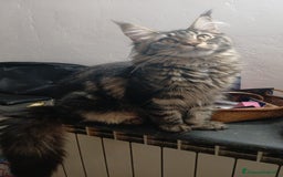 Maine Coon gatti in vendita: Ultima Mainecoon disponibile - Immagine 1