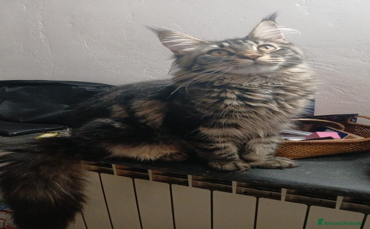 Maine Coon gatti Ultima Mainecoon disponibile - Annuncio 14