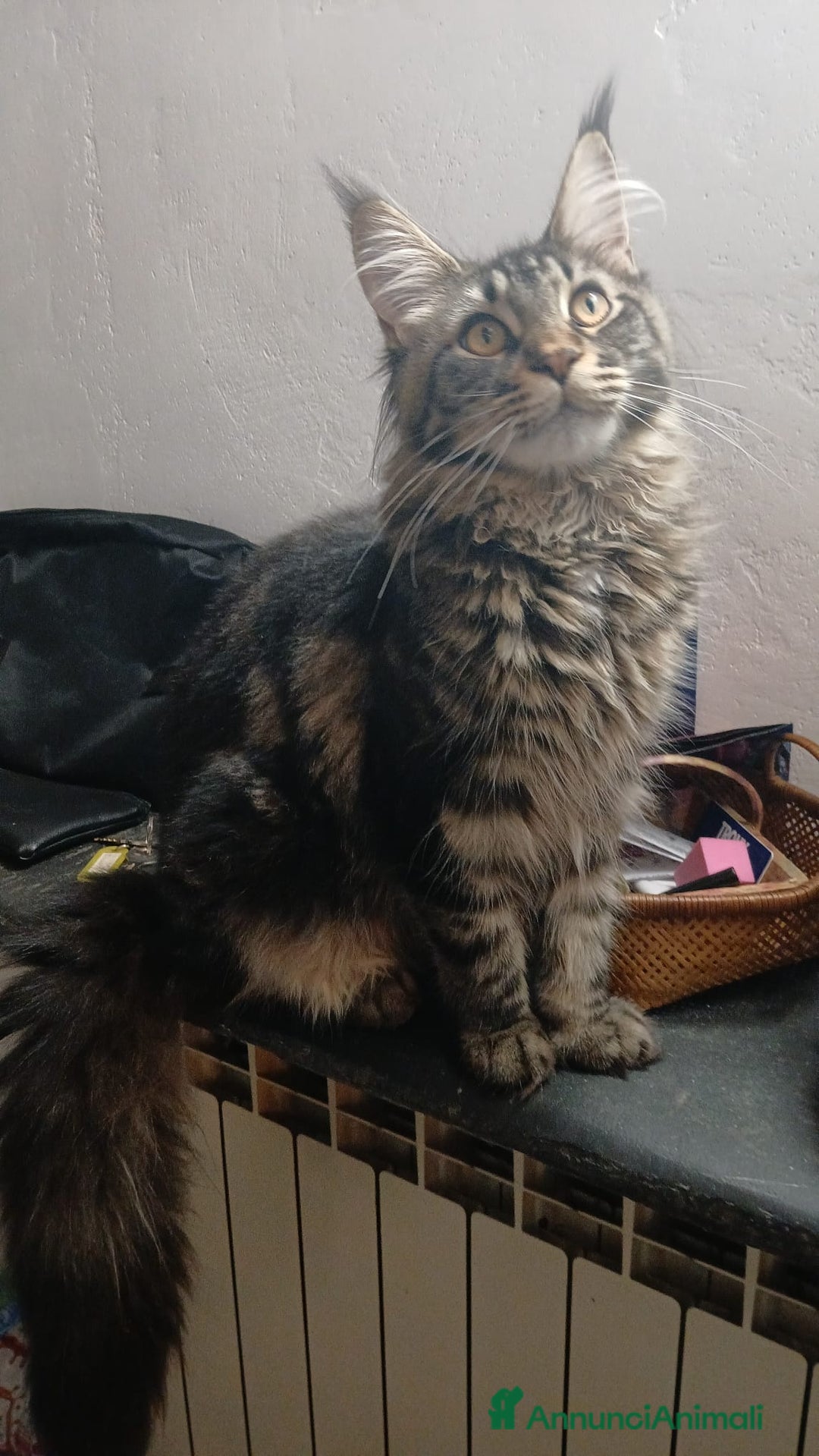 Maine Coon gatti in vendita: Ultima Mainecoon disponibile - Immagine 1