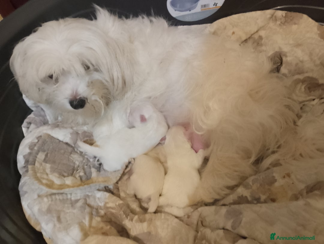 Meticcio cani in vendita: Maltipoo  - Annuncio 4