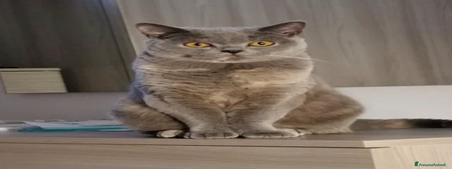 Miyuki