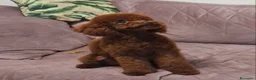Barboncino Toy cani in vendita: Barboncini toy  - Annuncio 6