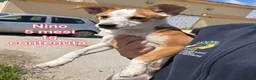 Meticcio cani in regalo: Cani di taglia piccola e contenuta  a Provincia di Pistoia - Annuncio 6