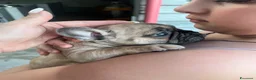 Bulldog Francese cani in vendita: Cuccioli di bulldog francese esotico - Annuncio 2
