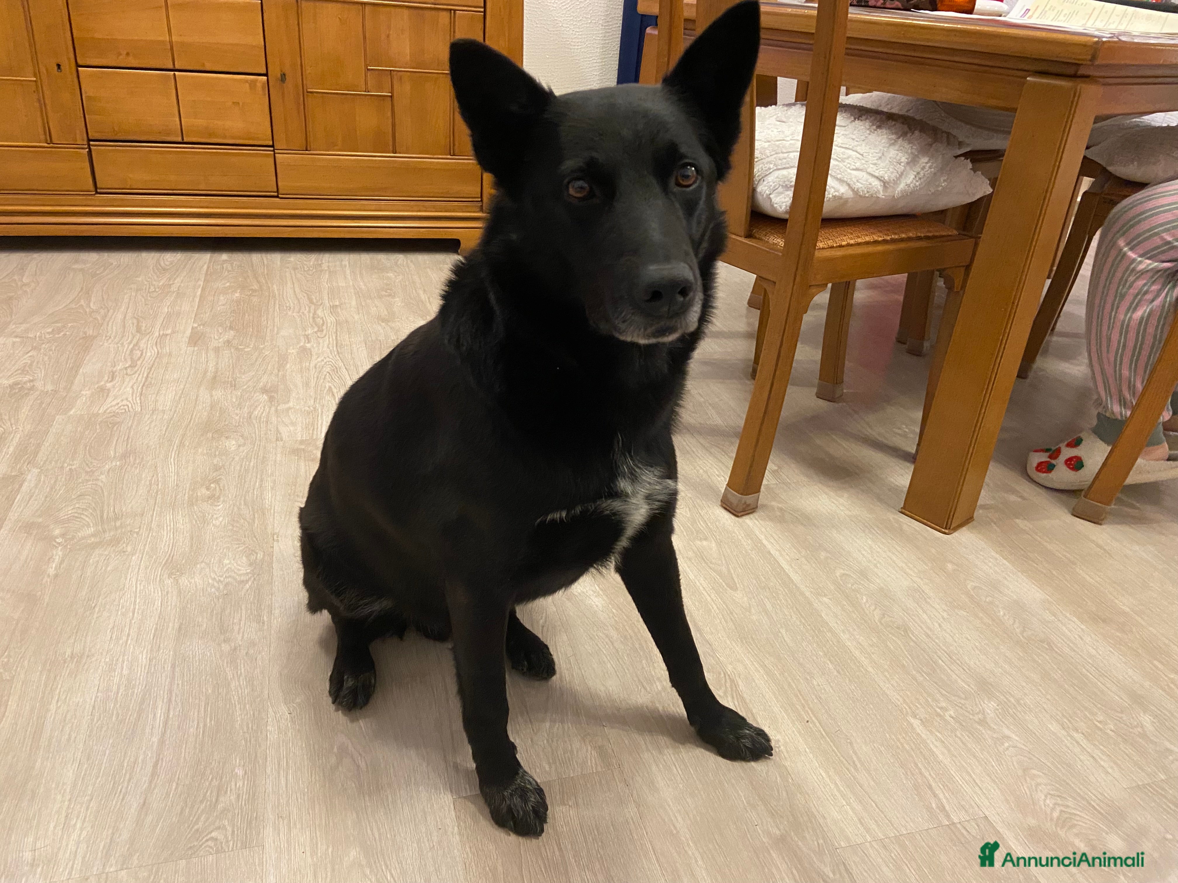 Meticcio cani cerco femmina medio-grande per accoppiamento  - Annuncio 2