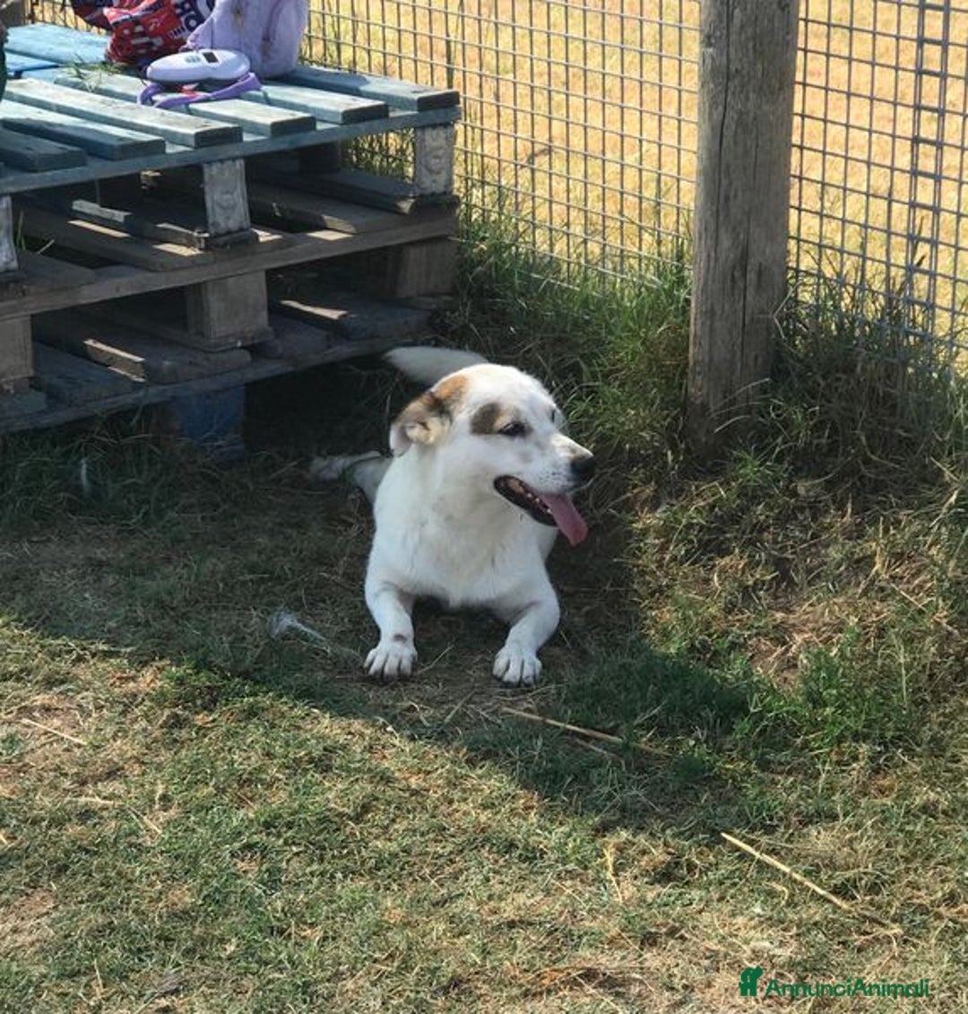 Bassotto cani in regalo: Lisa, piccola e dolce simil bassotta a Provincia di Latina - Annuncio 7