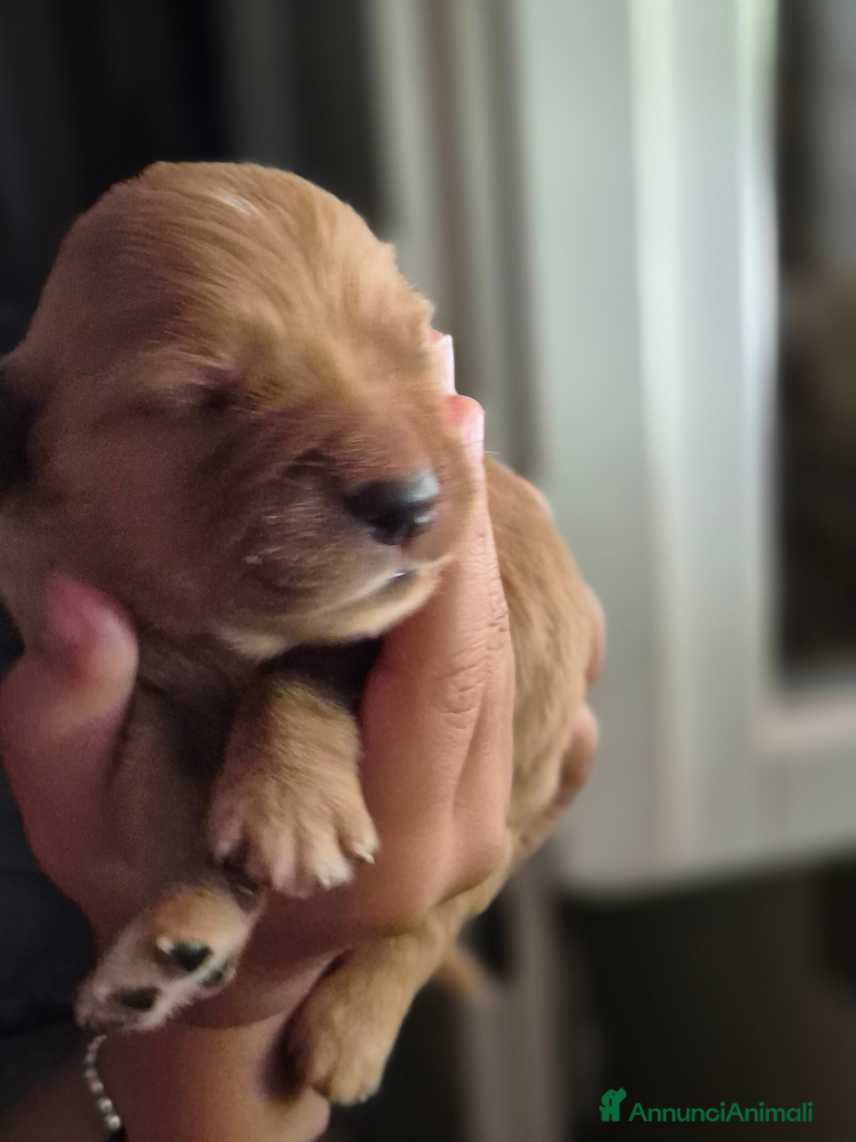 Golden Retriever cani Cucciolata 100% americana  - Annuncio 2