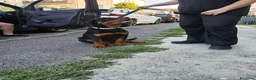 Rottweiler cani in vendita: cuccioli Rottweiler - Annuncio 4
