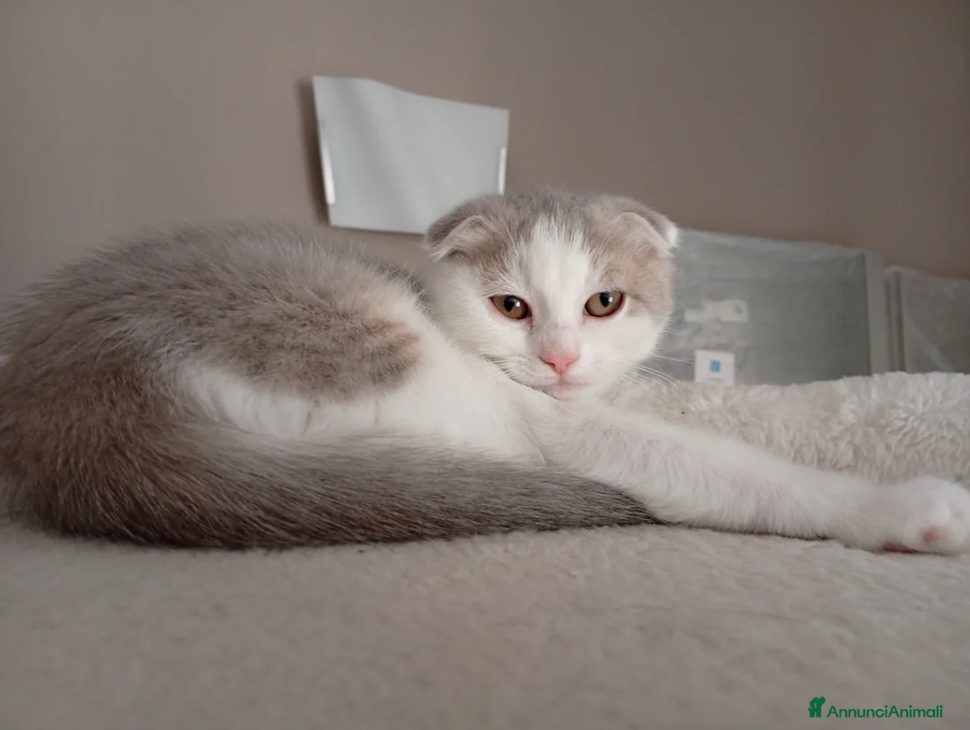 Scottish gatti in vendita: Scottish fold  - Annuncio 1
