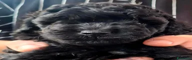 Barbone 3