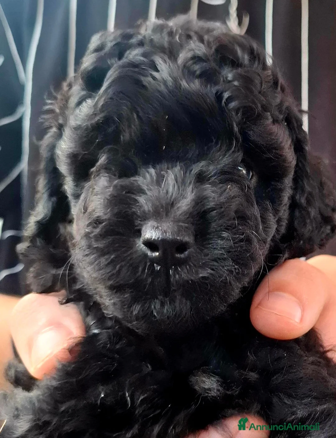Barbone cani in vendita: Barboncino nano nero - Annuncio 2
