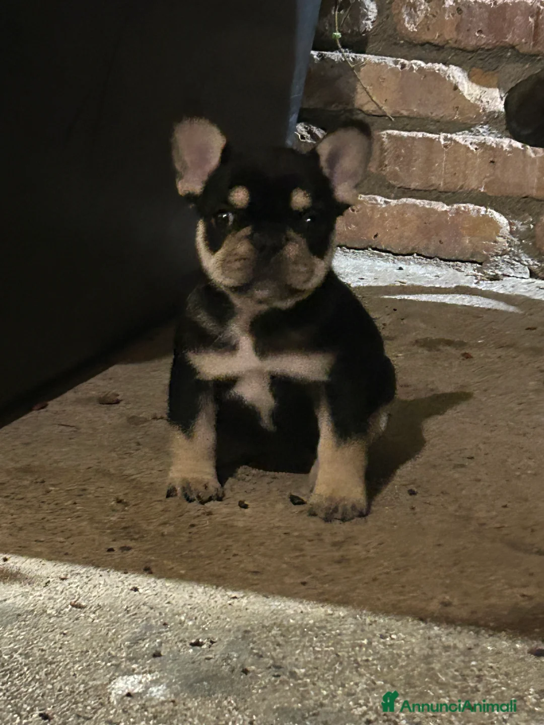 Bulldog Francese cani in vendita: Bulldog francese  - Annuncio 6