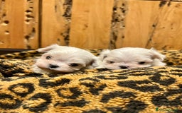 Maltese cani in vendita: MALTESI TOY BELLISSIMI CON PEDIGREE ENCI - Annuncio 3