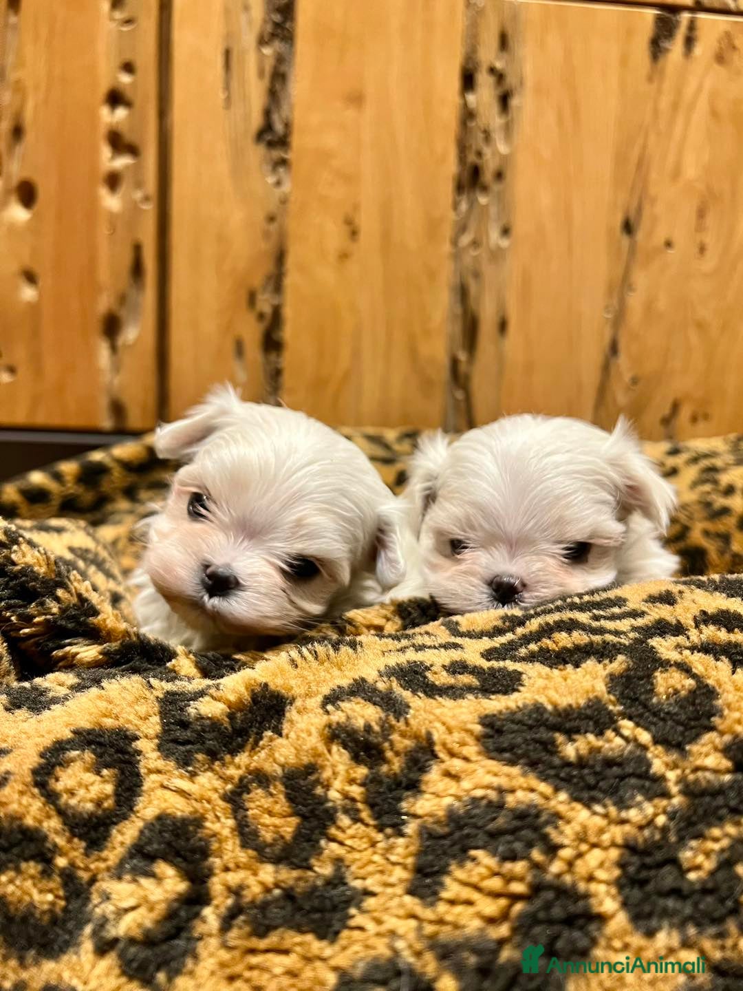 Maltese cani in vendita: MALTESI TOY BELLISSIMI CON PEDIGREE ENCI - Annuncio 3