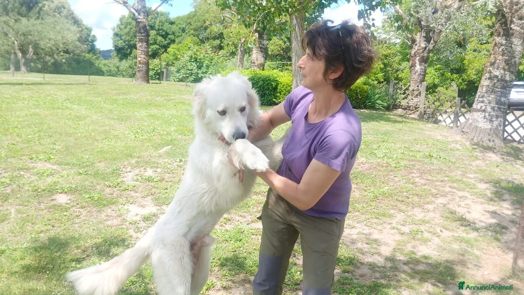 Meticcio cani in regalo: MIRTILLO E LA SUA GIOIA DI VIVERE...IN ADOZIONE - Annuncio 2