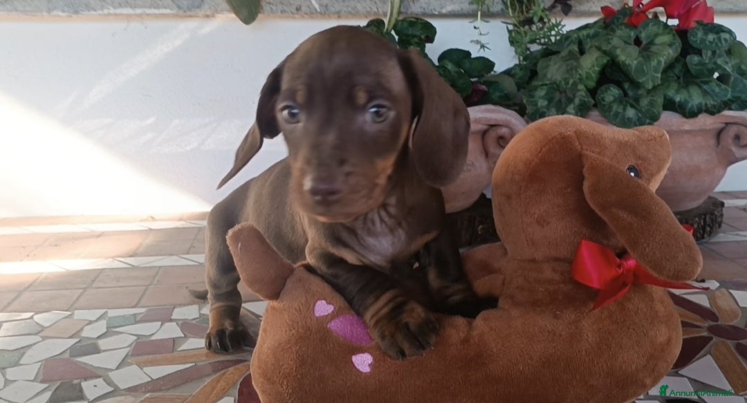 Bassotto cani Bassotti con Pedigree Enci - Annuncio 1