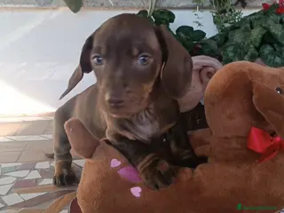 Bassotto cani Bassotti con Pedigree Enci - Annuncio 1