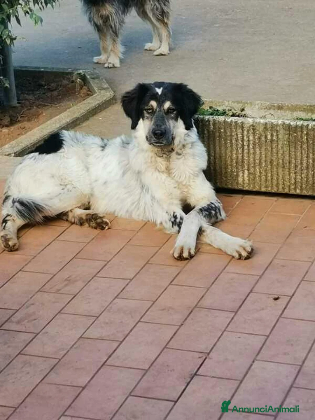 Meticcio cani in regalo: IL BEL MARZIO HA BISOGNO DI TE, IN ADOZIONE - Annuncio 2