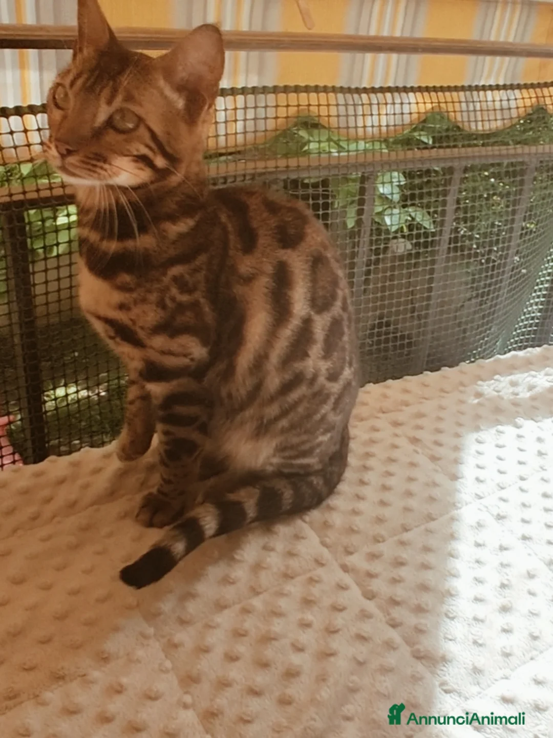 Bengala gatti in vendita: Splendida gattina Bengala  - Annuncio 2