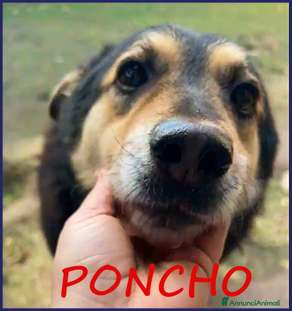 Meticcio cani PONCHO patatone in canile da sempre... - Annuncio 40
