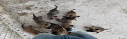 Pastore Belga cani in vendita: Cucciolo Pastore Belga Malinois - Annuncio 4