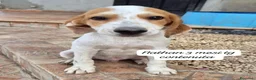 Meticcio cani in regalo: Urgenti famiglie per questi cuccioli  a Città Metropolitana di Bologna - Annuncio 10