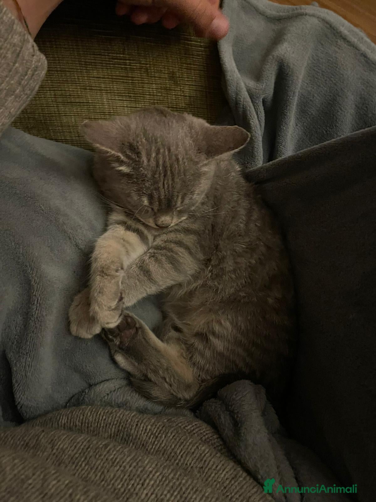 Meticcio gatti LA DOLCISSIMA E BELLISSIMA TIGRA - Annuncio 23