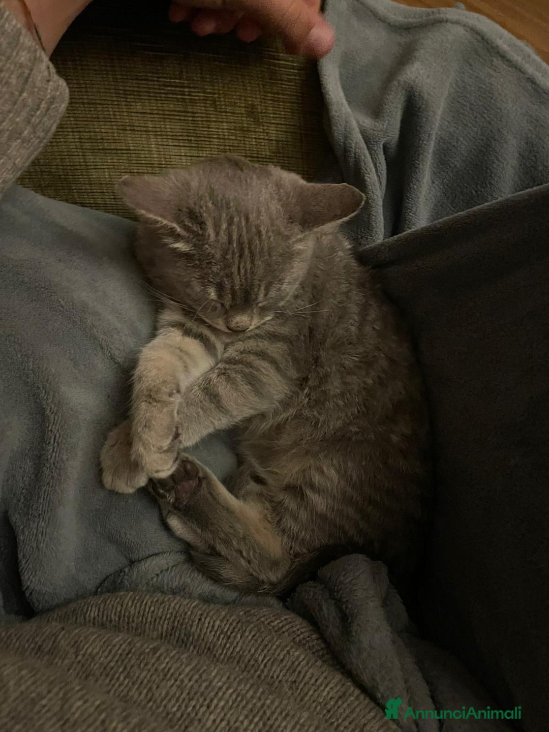 Meticcio gatti in regalo: LA DOLCISSIMA E BELLISSIMA TIGRA - Annuncio 1