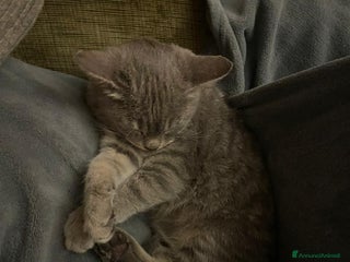 Meticcio gatti LA DOLCISSIMA E BELLISSIMA TIGRA - Annuncio 4