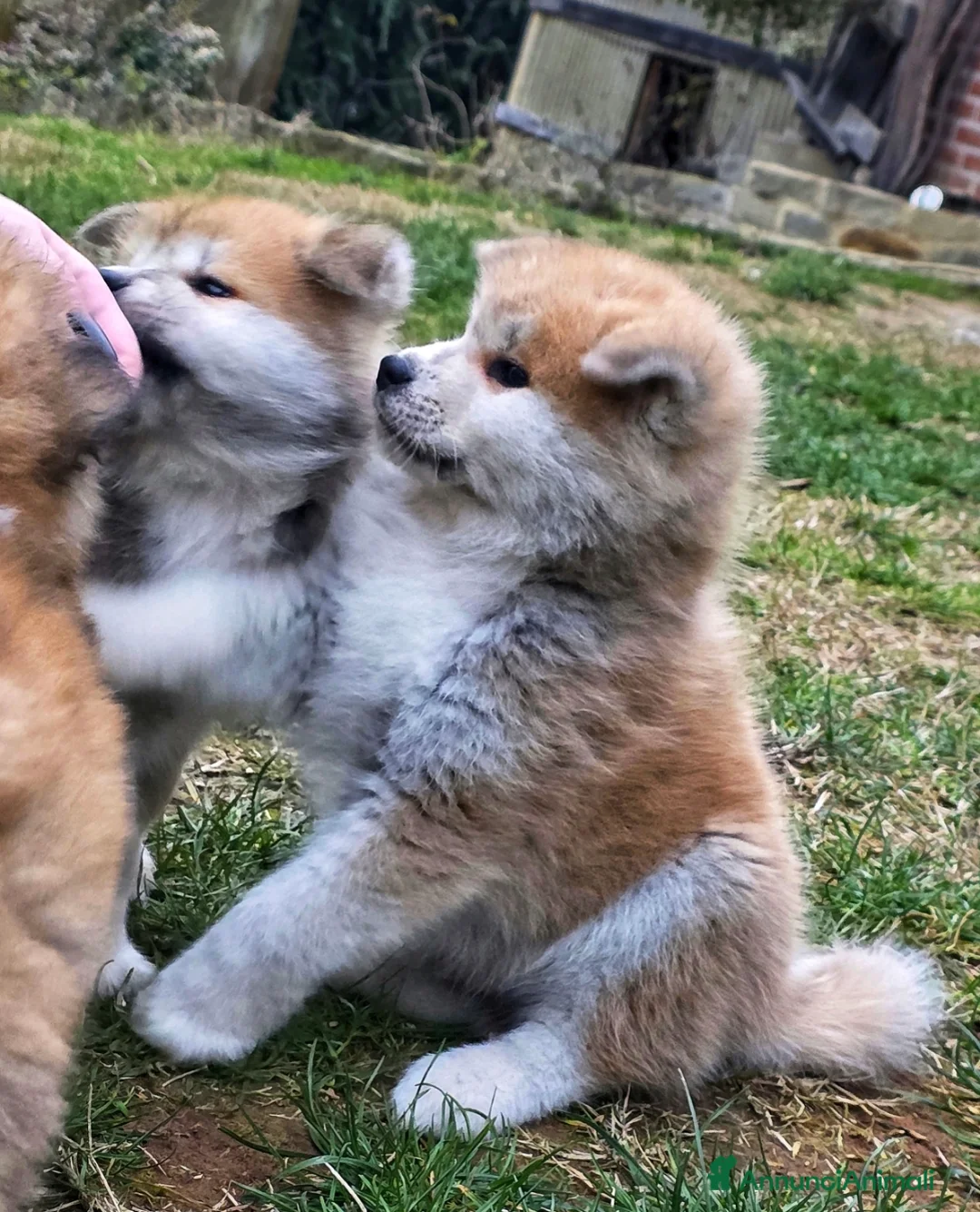 Akita Inu cani in vendita: Cuccioli Akita Inu  - Annuncio 3