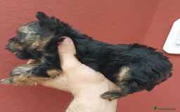 Yorkshire cani in vendita: Yorkschire  a Libero consorzio comunale di Agrigento - Immagine 8