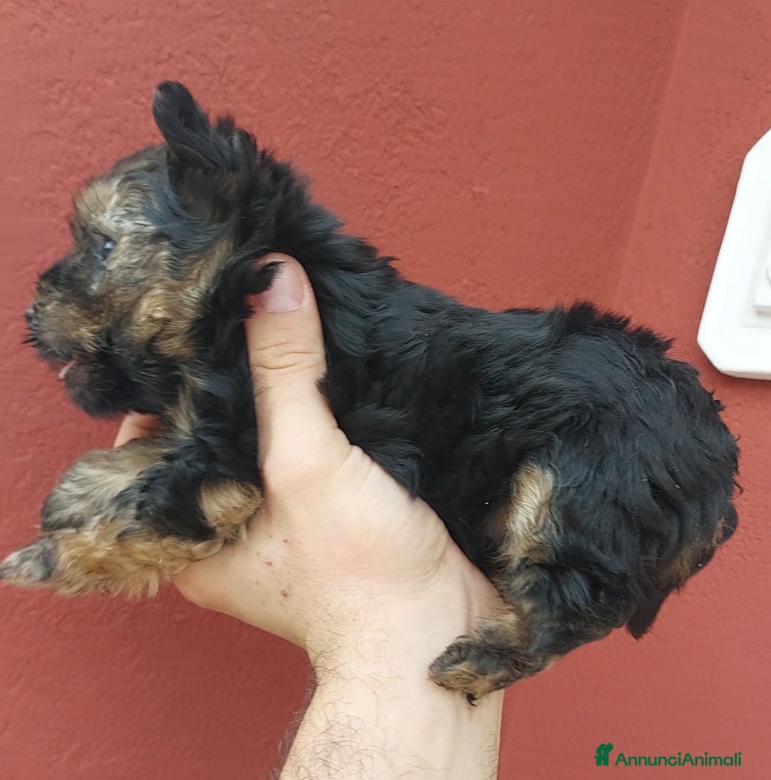 Yorkshire cani in vendita: Yorkschire  a Libero consorzio comunale di Agrigento - Immagine 8