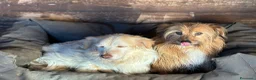 Meticcio cani in regalo: Luna e Toby dolci cagnolini in adozione a Latina - Annuncio 3