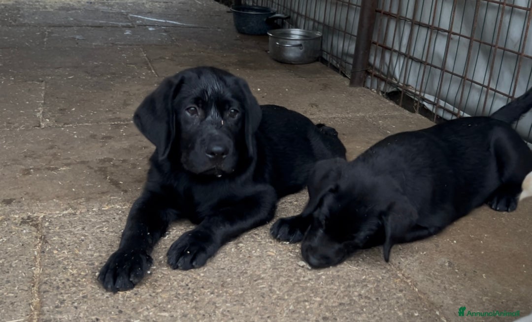 Labrador cani in vendita: Ultimi cuccioli di Labrador  a Provincia di Bergamo - Immagine 2