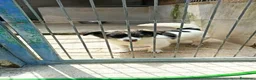 Meticcio cani in regalo: Lillo piccola taglia coccolone a Città Metropolitana di Bologna - Annuncio 3