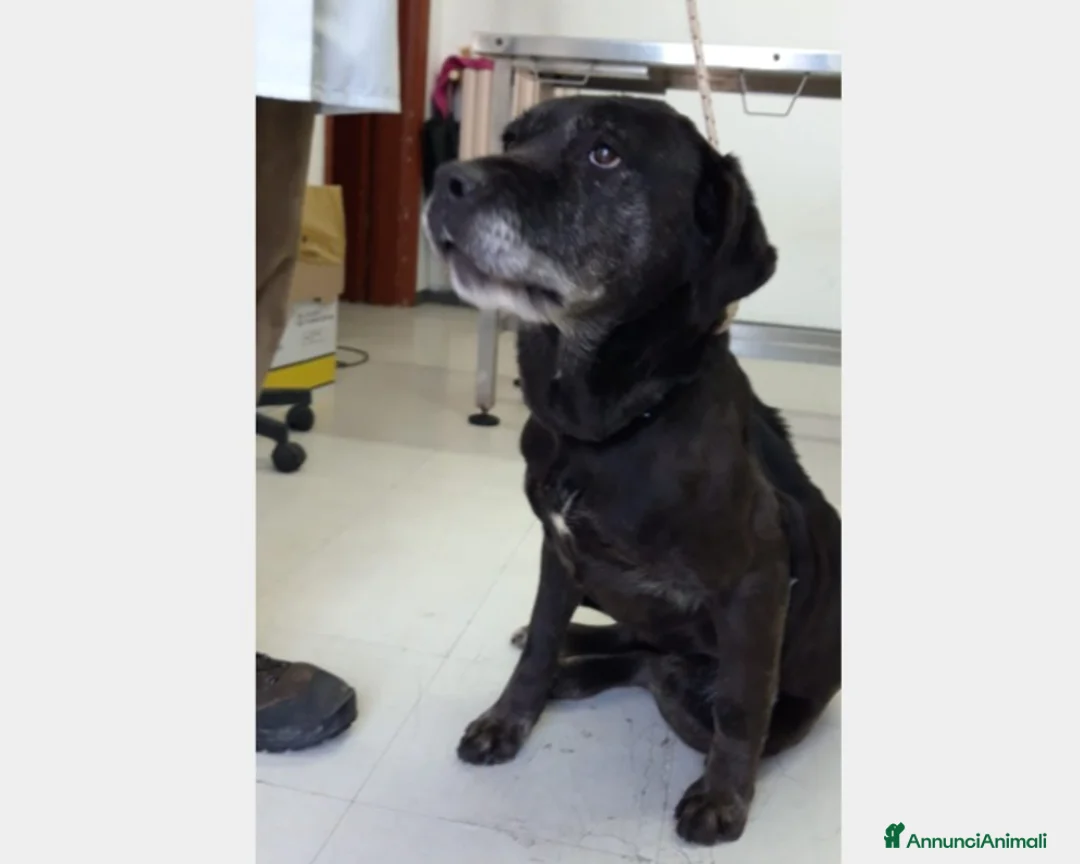 Meticcio cani in regalo: Massimina, dolcissima cerca casa  a Roma - Annuncio 1