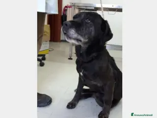 Meticcio cani Massimina, dolcissima cerca casa a Roma - Annuncio 23