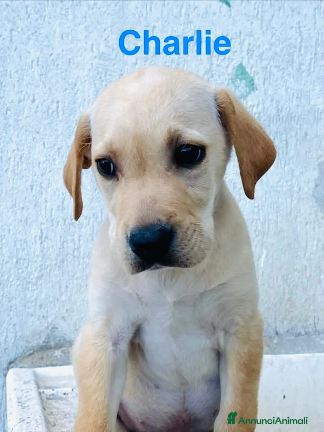 Meticcio cani in regalo: Cuccioli 2 mesi e mezzo taglia media - Annuncio 8