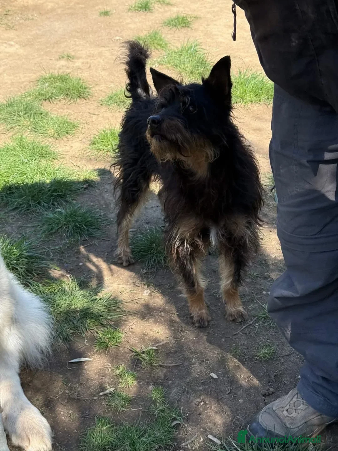 Meticcio cani in regalo: Black Jack a Provincia di Viterbo - Annuncio 2
