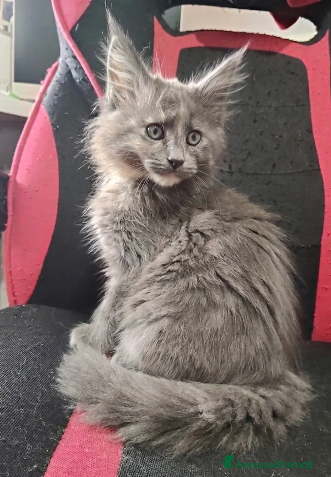 Maine Coon gatti in vendita: ‘MIA’ 💜 Maine coon con pedigree afsi  - Annuncio 1